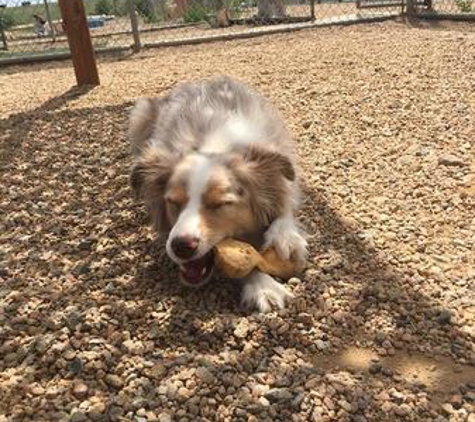 Whispering Pines Pet Resort - Longmont, CO