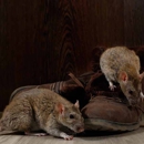Beach City Pest Control - Pest Control Services