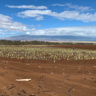 Maui Pineapple Tours - Makawao, HI