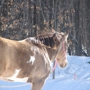 Hearts For Horses Riding Center