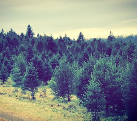 Beck's Christmas Trees - Mount Bethel, PA