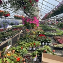 Paquette Full of Posies - Florists