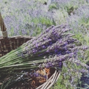 Pleasant Valley Lavender - Farms