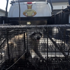 Swift Wildlife Removal