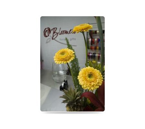 Bloomers Florist and Gifts - Pialba, QLD