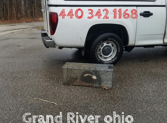 Nuisance Animal Removal - Chesterland, OH