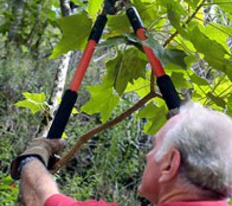 Papendieck's Tree Service - Salem, OR