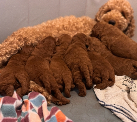 Royal Plush Doodles - Tampa, FL. She takes amazing care of her pups