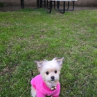 It's A Dog's World K-9 Academy, Inc.
