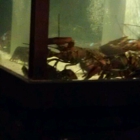 Red Lobster