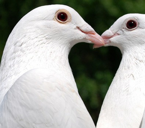 St Louis Doves Release Company - Moscow Mills, MO. St Louis Doves Release Company