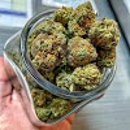 Weedconnect Online Dispensary Recreational - Alternative Medicine & Health Practitioners