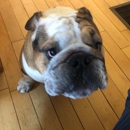 Wachusett Pet Care - Dog Parks
