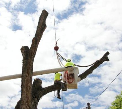 Little C Tree Service & Snow Removal - West Haven, UT