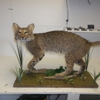 Black Creek Taxidermy gallery