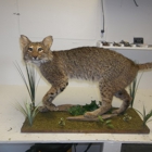 Black Creek Taxidermy