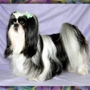 R Texas Star Shih Tzu's & R Texas Star Grooming  & Boarding - Pet Services