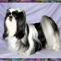 R Texas Star Shih Tzu's & R Texas Star Grooming  & Boarding