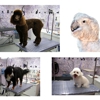 Patti's Pet Perfection dog and cat grooming gallery