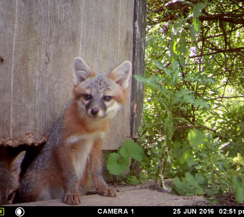 Cagin Critters - Middletown, NY