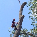 Aspen Tree Expert - Tree Service