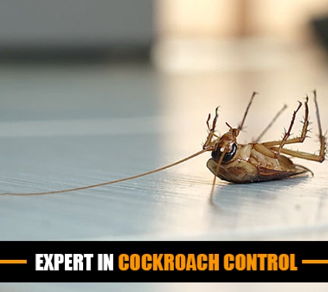 Creepy Crawly Pest Control Kingaroy. Expert In Cockroach Control