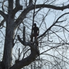 JNG Working Climber and Tree Services LLC gallery