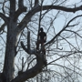 JNG Working Climber and Tree Services LLC