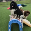 Pampered Pets Bed & Biscuit gallery