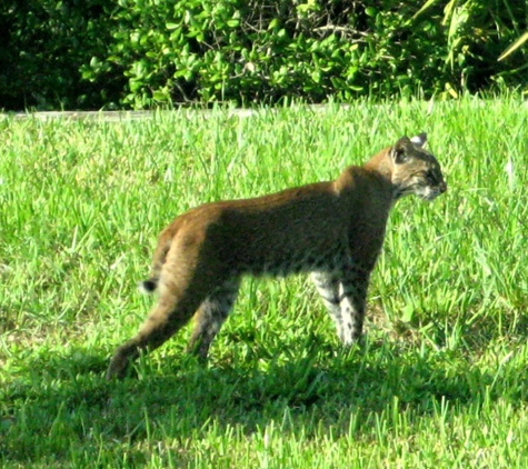 Wildlife Control - Saint Petersburg, FL