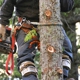 Cornerstone Tree Service