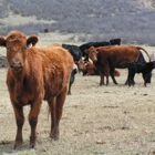 Hideaway Cattle Company