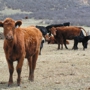 Hideaway Cattle Company