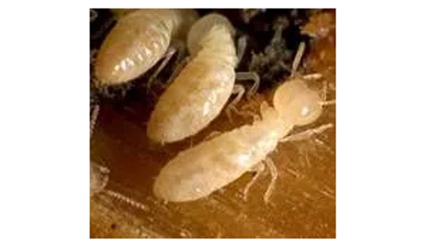 Novopest Professional Pest Management