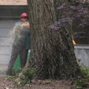 Weston  Arborists - Landscape Contractors