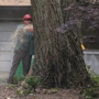 Weston  Arborists