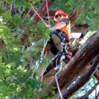 blue sky tree service