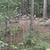 Dollywood gallery
