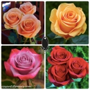 Rosanti inc. - Wholesale Plants & Flowers