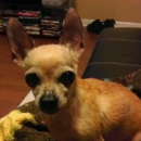 Macclenny Veterinary Hospital - Veterinarians