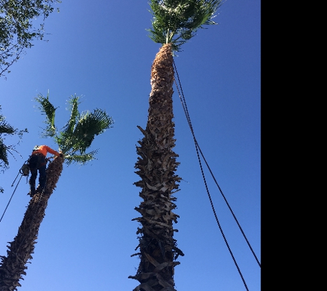 Goodyear Tree Service - Goodyear, AZ