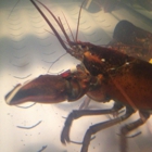 Red Lobster