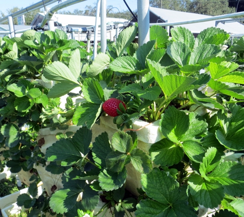 Hydro Harvest Farms - Ruskin, FL