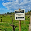 Madrona Vineyards gallery