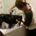 Maggie Mae's Pampered Pups Grooming