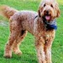 Oodles of Doodles Texas - Pet Breeders