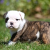 Best Puppies gallery