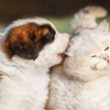 South Panola Veterinary Hospital gallery