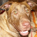 Kimby's Bark Inn, LLC - Kennels