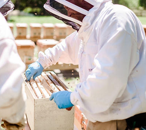 HoneySmith Bees